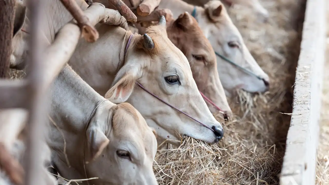 Un paso hacia la normalidad: México y Estados Unidos reavivan esfuerzos para superar la emergencia del gusano barrenador en la frontera